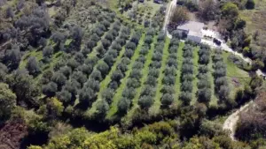 Prime Ulcinj, Montenegro olive grove for sale—lush land, neat rows, road access & building. Exclusive on montenegro-listings.me by ekosphere doo.