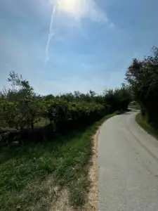 Scenic paved road amid lush greenery in Ulcinj, Montenegro—premier real estate and investment opportunities by montenegro-listings.me/Ekosphere.