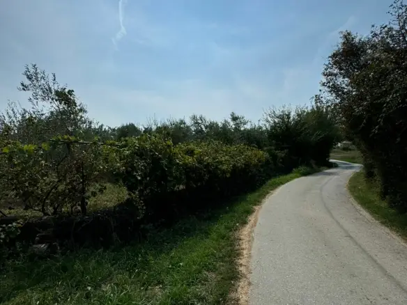 Scenic paved road amid lush greenery in Ulcinj, Montenegro&mdash;premier real estate and investment opportunities by montenegro-listings.me/Ekosphere.