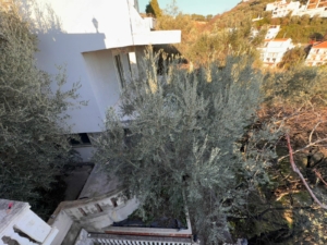 Exclusive Ulcinj property: white building amid lush olive trees, concrete steps, curved railing. Invest in Montenegro with ekosphere doo.
