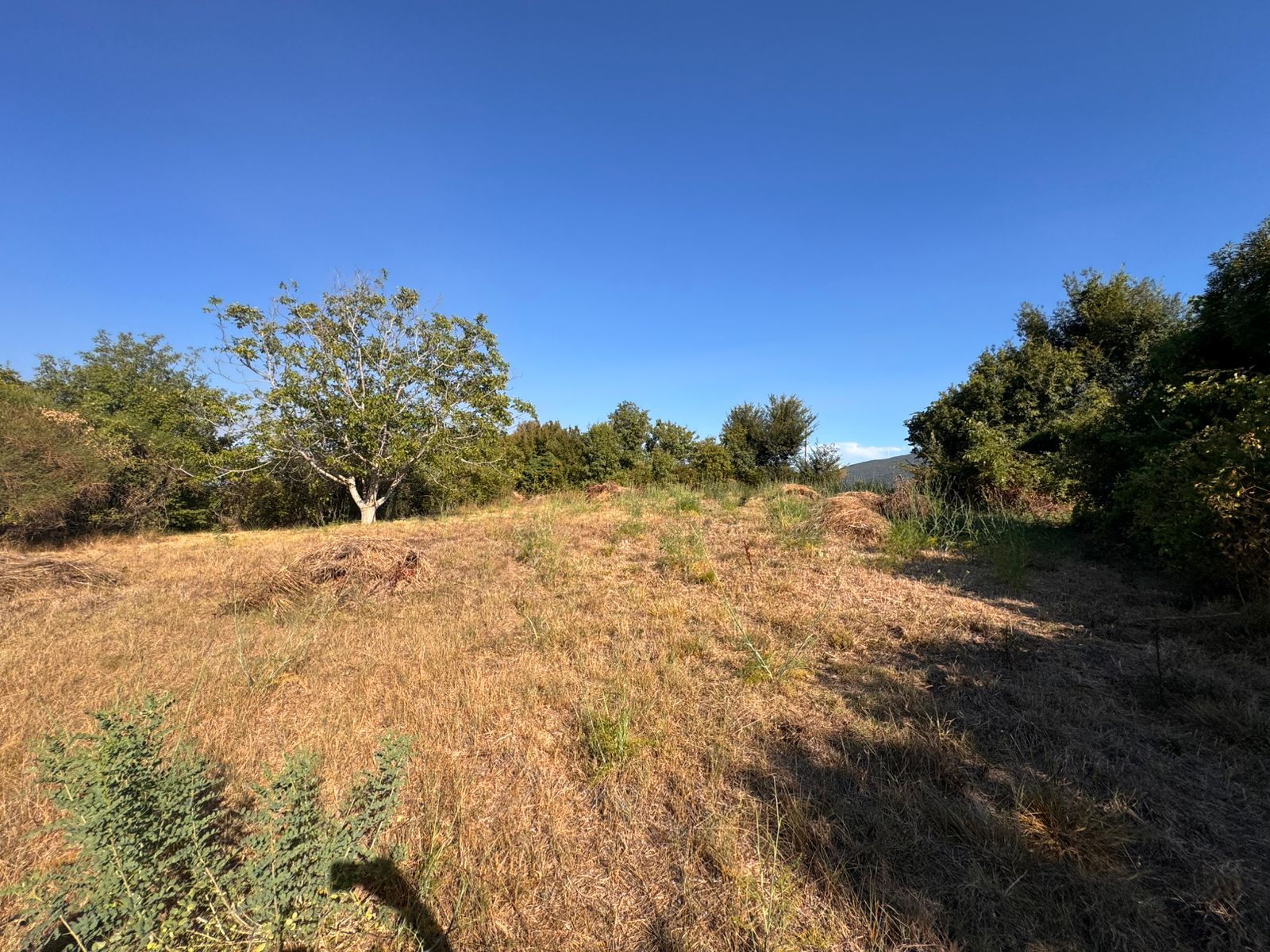 Prime Ulcinj, Montenegro land for sale: sunlit field, shrubs, trees&mdash;ideal property investment by ekosphere doo; montenegro-listings.me.