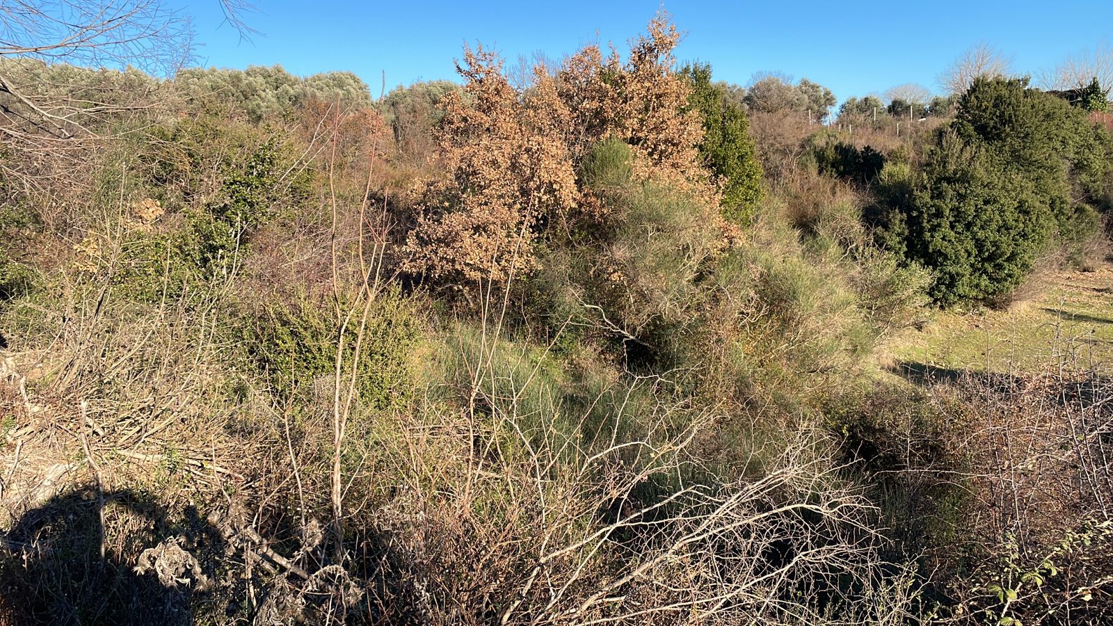 Prime Ulcinj land with lush greenery, mature trees, and open blue skies—ideal for investment via montenegro-listings.me by ekosphere doo.