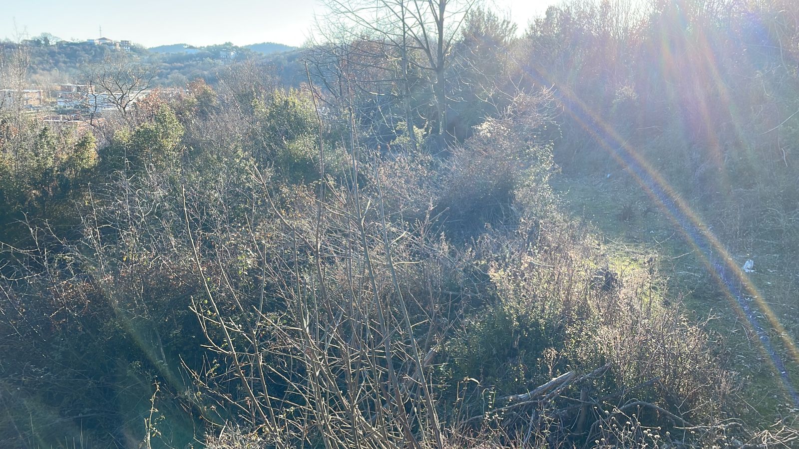 Prime Ulcinj property: natural terrain, mature trees, scenic hills, sunlight; ideal investment listed by montenegro-listings.me/Ekosphere DOO.