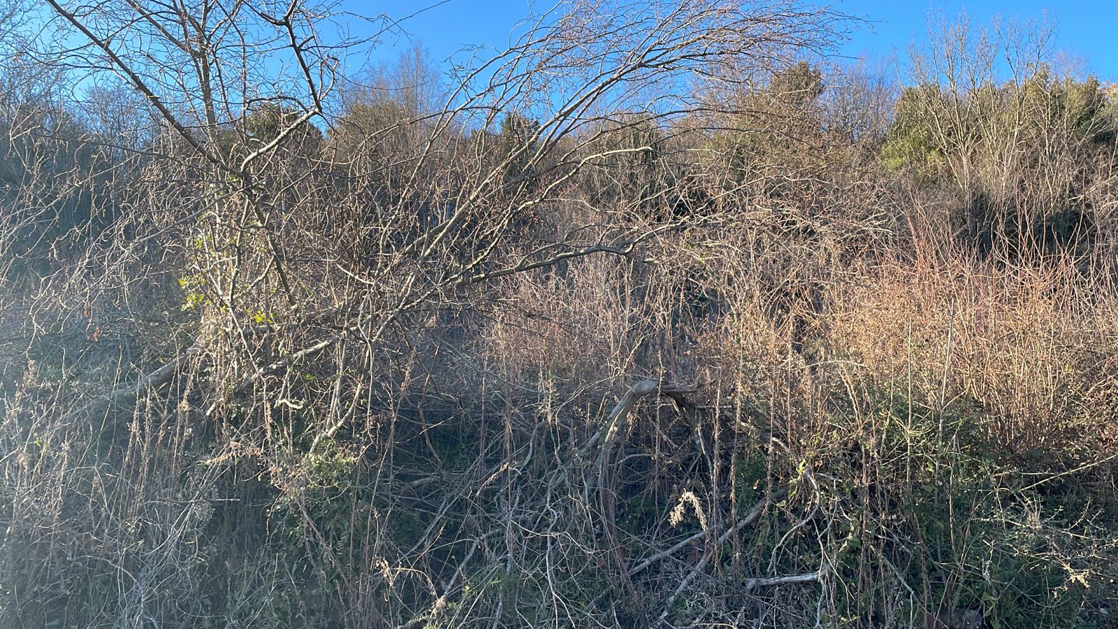 Prime Ulcinj land investment: untapped plot with mature trees, blue sky views—exclusive on montenegro-listings.me by ekosphere doo.